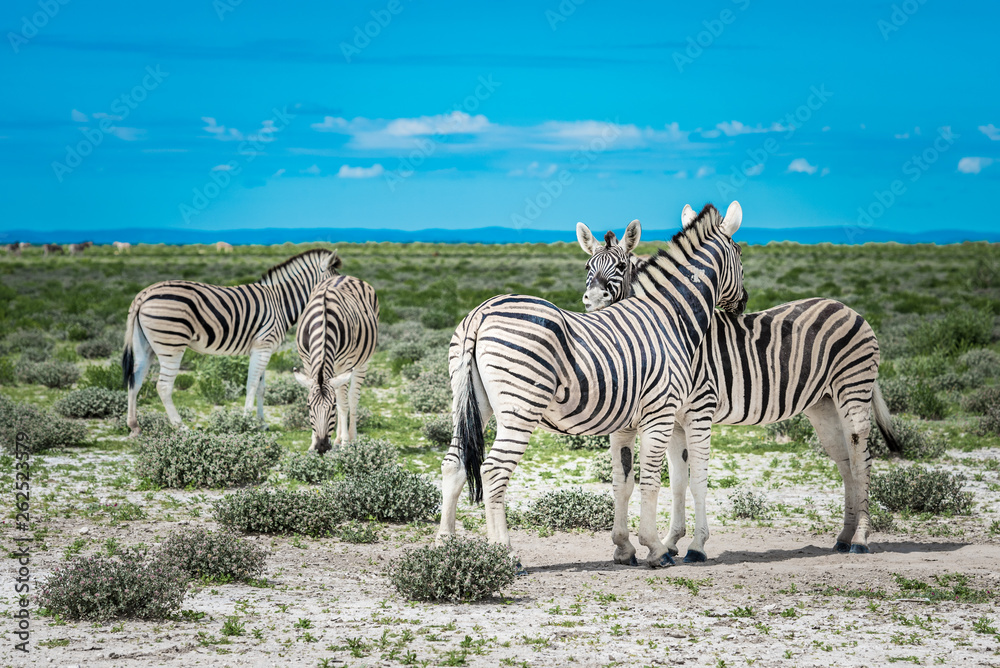 Obraz premium Zebras in Etosha national park, Namibia