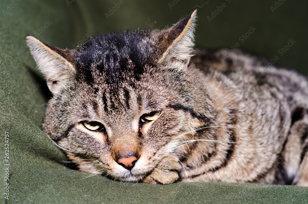 portrait of a color  tabby cat close up