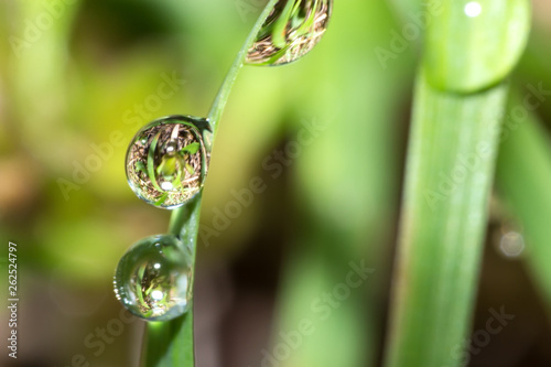 water drop on grass, isolated of rain drop on grass leaf