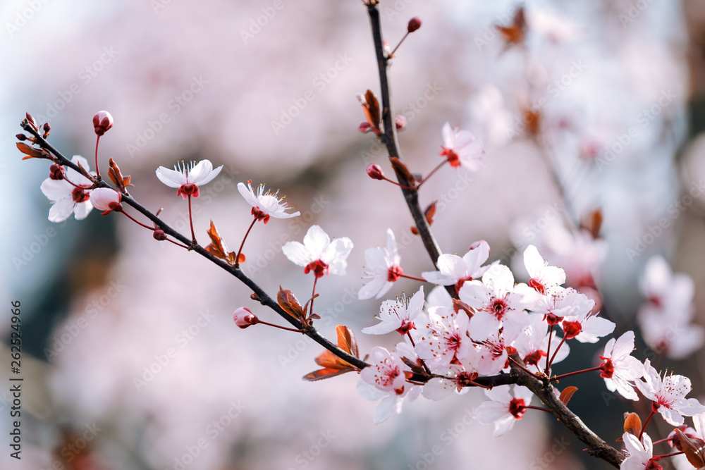 Blossoming branch of a tree on the background of the garden