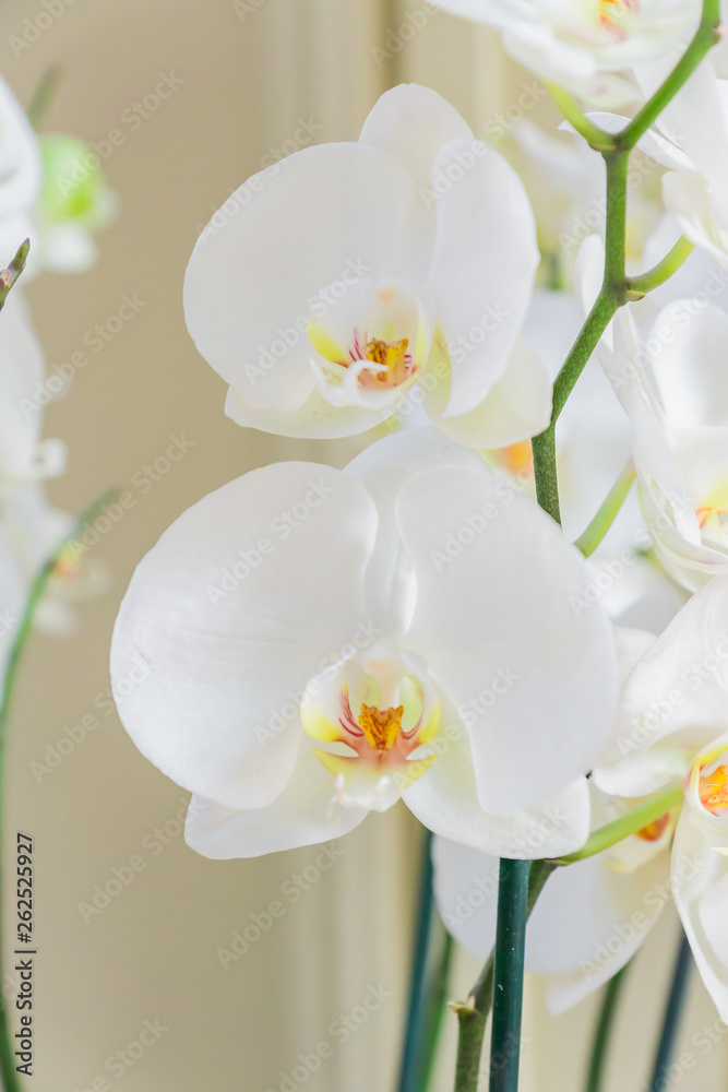 Giant white Phalaenopsis Orchid flower. Blooming tropical plant at home. Domestic gardening Giant white Phalaenopsis Orchid flower. Blooming tropical plant at home. Domestic gardening