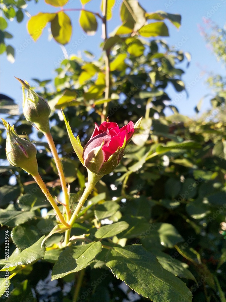 Rose in the sky Rose in the sky