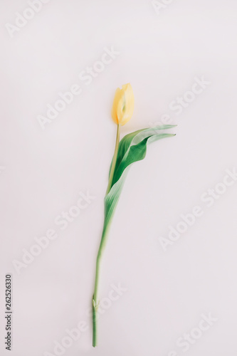 Beautiful yellow tulip flower on white background. Flat lay, top view, copy space. Concept of holiday, birthday, Easter, March 8.