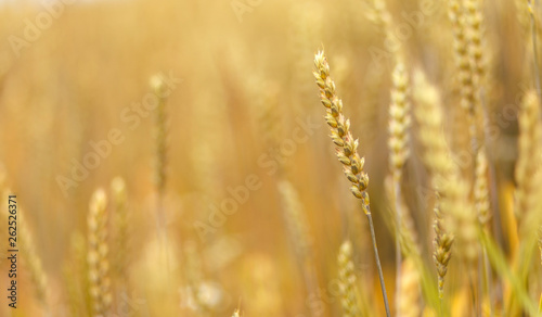 golden ears of wheat or rye  close up with drops of dew.