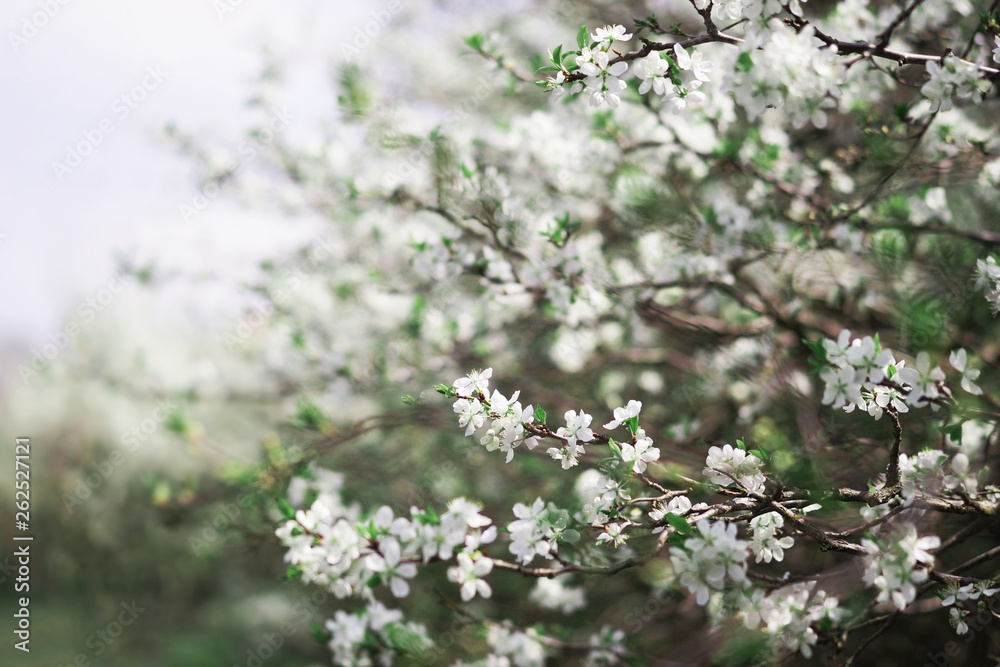 Blossom tree over nature background/ Spring flowers/Spring Background Blossom tree over nature background/ Spring flowers/Spring Background