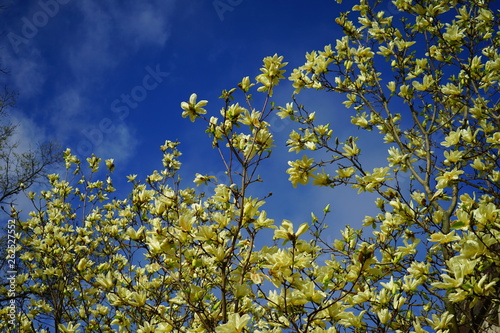 Yellow magnolia flower on a tree in Spring