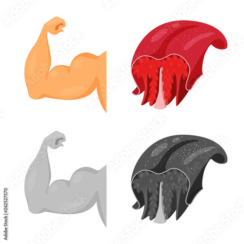Vector illustration of fiber and muscular sign. Collection of fiber and body  stock vector illustration.