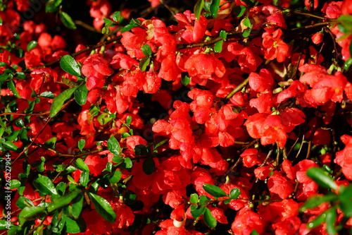 Fototapeta Naklejka Na Ścianę i Meble -  Red orange blooms of flowering quince chaenomeles shrub