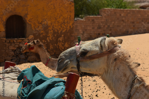 camel in nubian village  photo