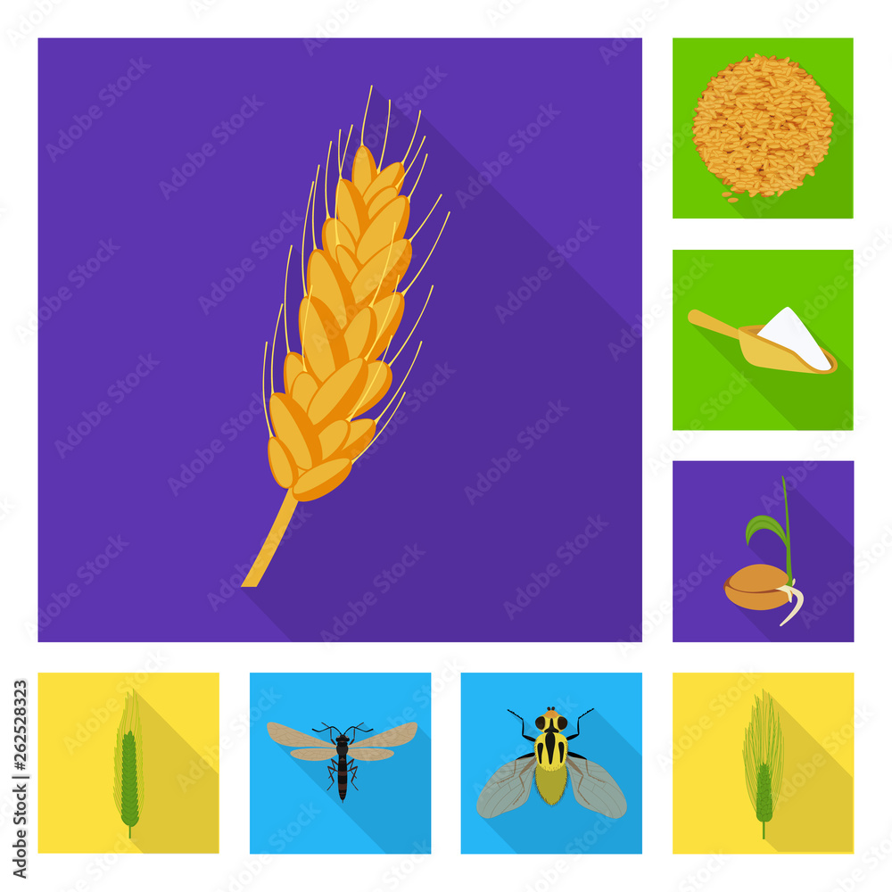 Isolated object of wheat and corn icon. Collection of wheat and harvest stock vector illustration.