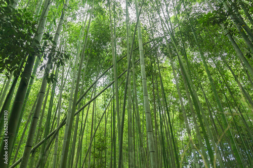 Famous evergreen plants surrounding on a beautiful bright day in the Arashiyama Bamboo Grove, a Kyoto's top sight, Japan.