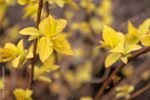Small yellow leaves on the branches.