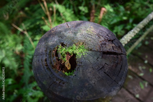 Pequeño montón de musgo