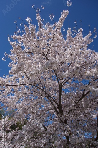 日本の桜