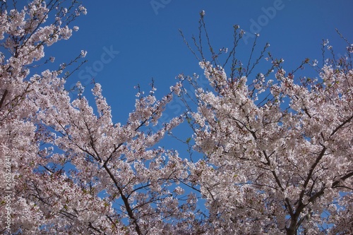 日本の桜
