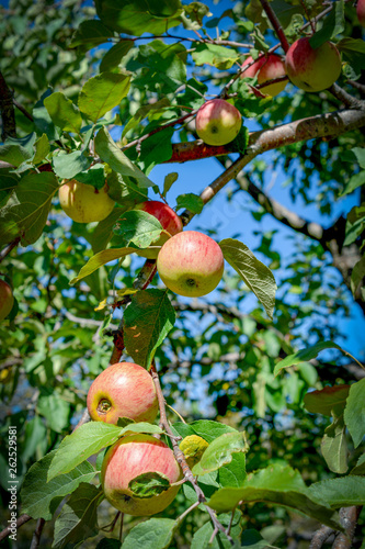 Home Grown Apple tree