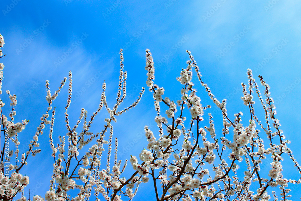 White Flowers On A Branch Over Blue Sky Background. Cropped Shot Of Blooming Apricot Tree. Abstract Nature Background. Beautiful Nature. White Flowers On A Branch Over Blue Sky Background. Cropped Shot Of Blooming Apricot Tree. Abstract Nature Background. Beautiful Nature.
