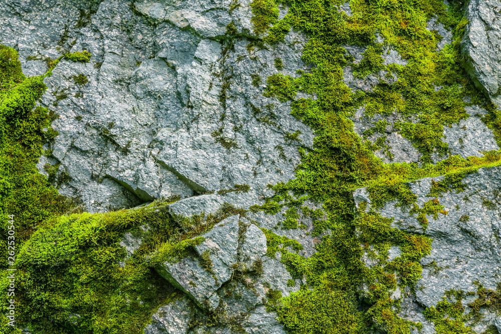 Moss on a rock face Moss on a rock face