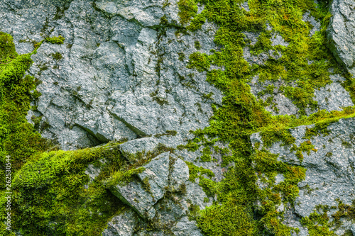 Canvas Print Moss on a rock face