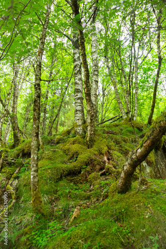Thick wild forest in Norway in the summer.