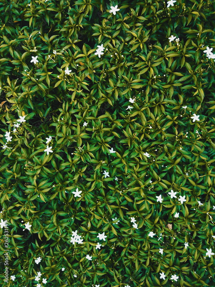 green leaf background green leaf background