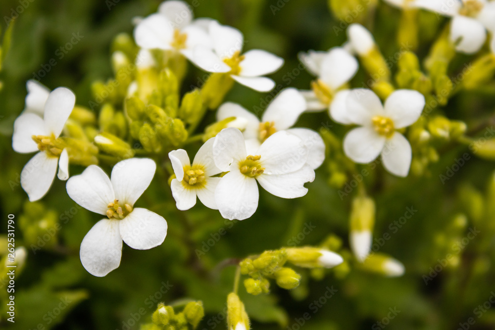 White flowers on a background of green leaves. Tiny white flowers in spring.