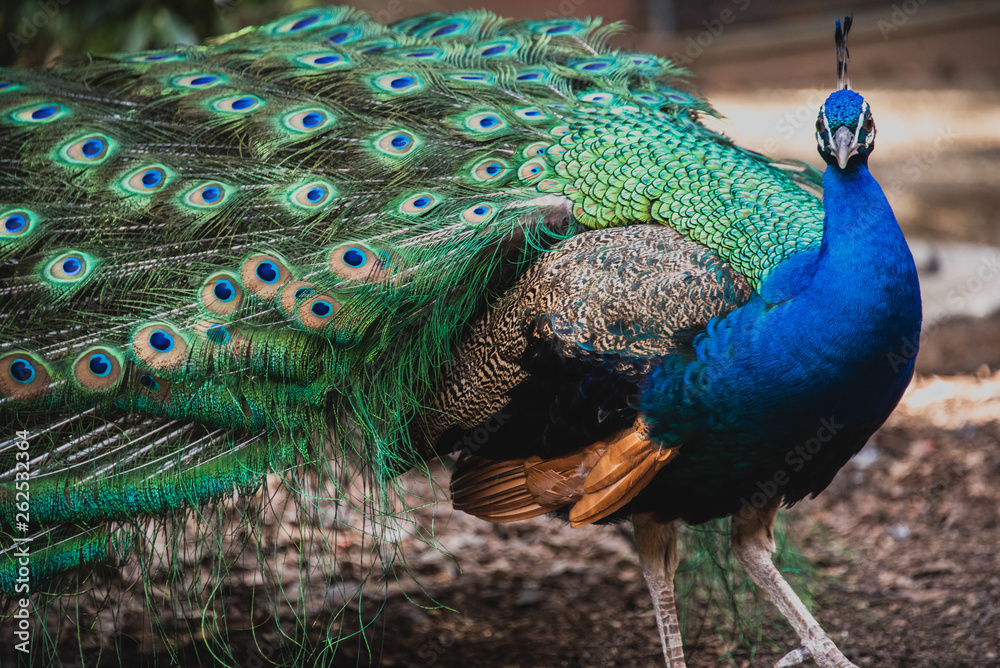 Obraz premium wild peacock with beautiful wings