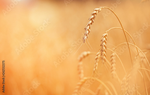 golden ears of wheat or rye, close up with drops of dew. majestic rural landscape under shining sunlight. Rich harvest Concept. small depth of field. Soft lighting effects
