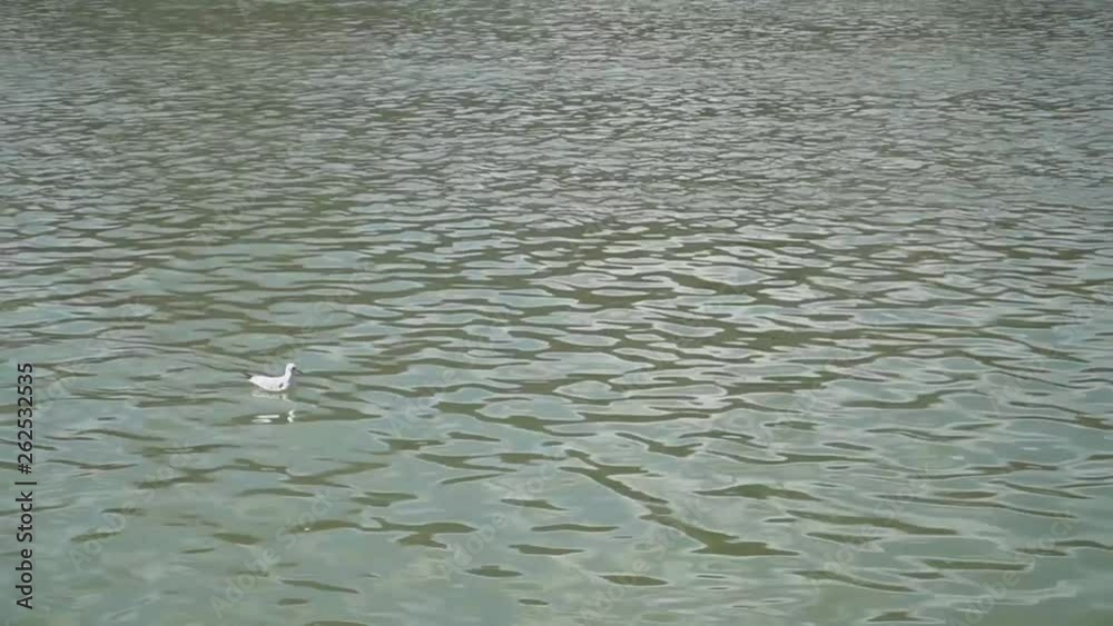 A lone seagull goes downstream in the river. A lone seagull goes downstream in the river.