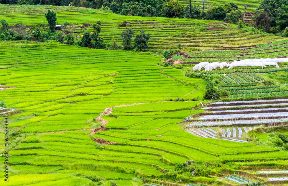 Obraz premium Rice fields on terraced of Mae Chaem, Chiang Mai, Thailand