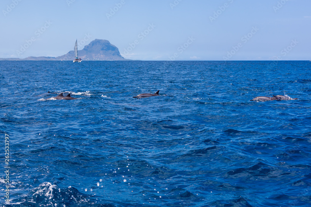 Observation of dolphins swimming in the Indian Ocean near the Mauritius island from tourist catamaran