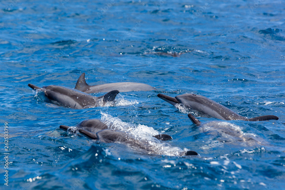 Pack of dolphins swimming in the Indian Ocean near the Mauritius island