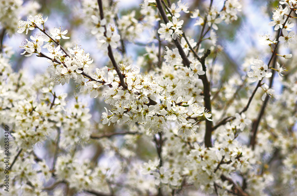 white blooming sloe bush white blooming sloe bush