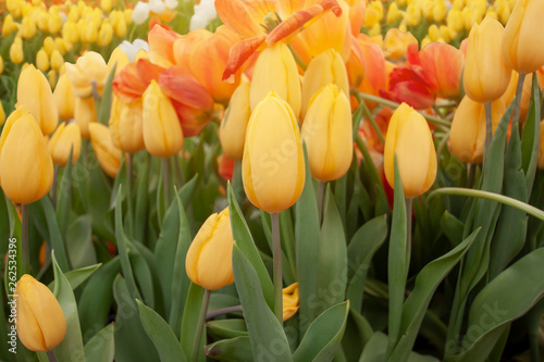 Yellow tulips bloom in the garden on blur nature background.