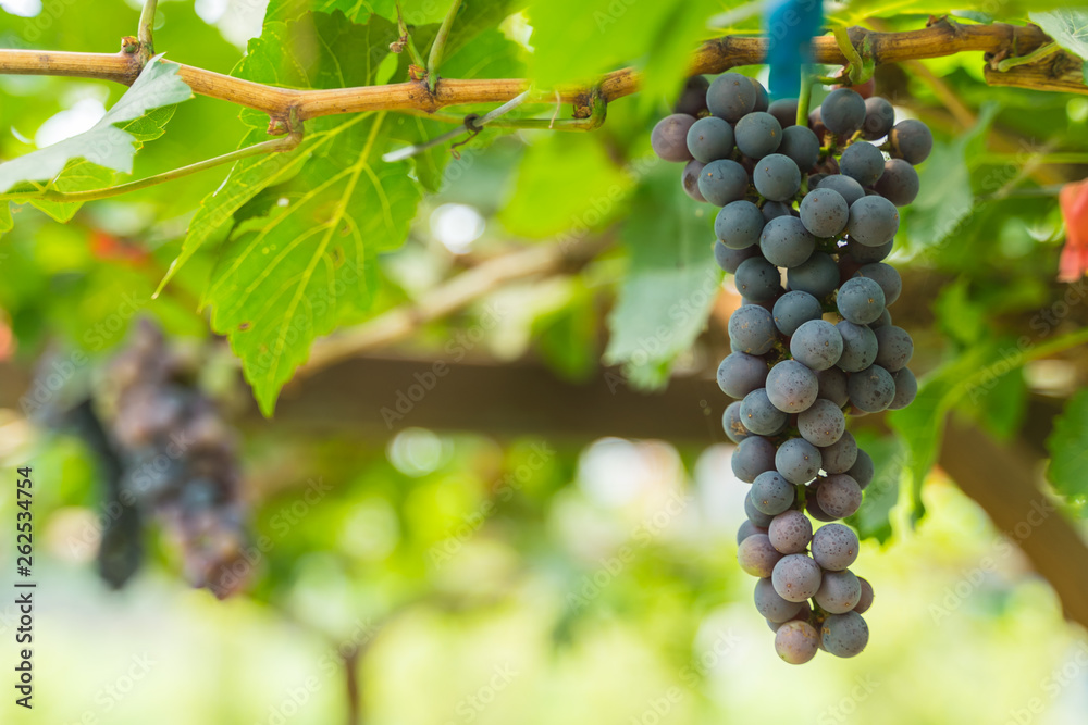 black wine grapes, grape harvest, vineyard.