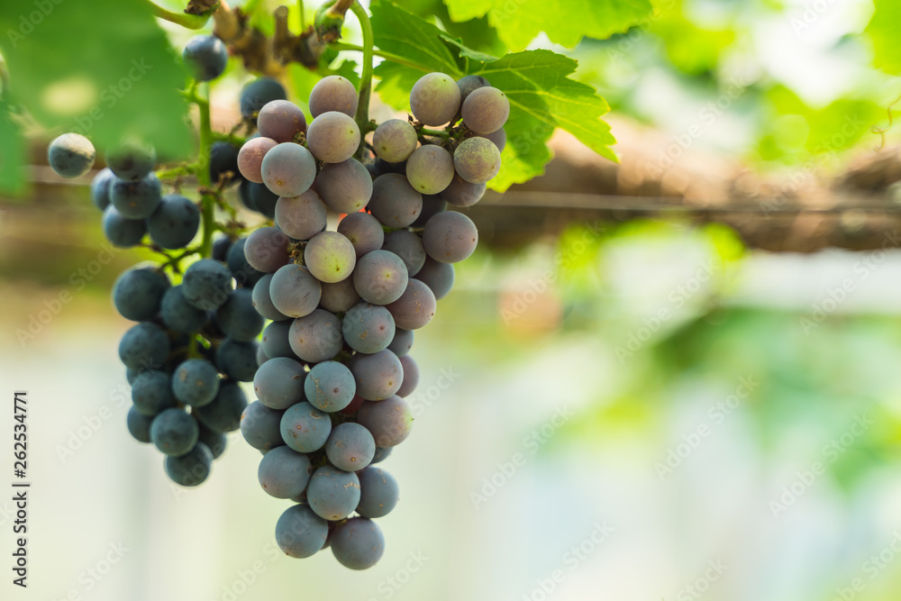 black wine grapes, grape harvest, vineyard. black wine grapes, grape harvest, vineyard.