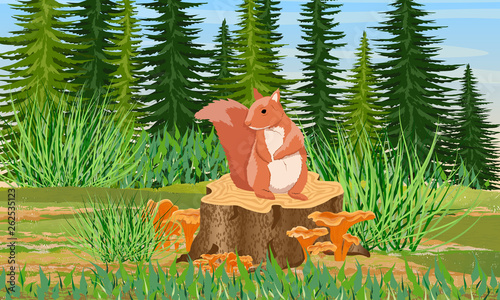 Canvas Print Red Squirrel sits on a stump from a felled tree