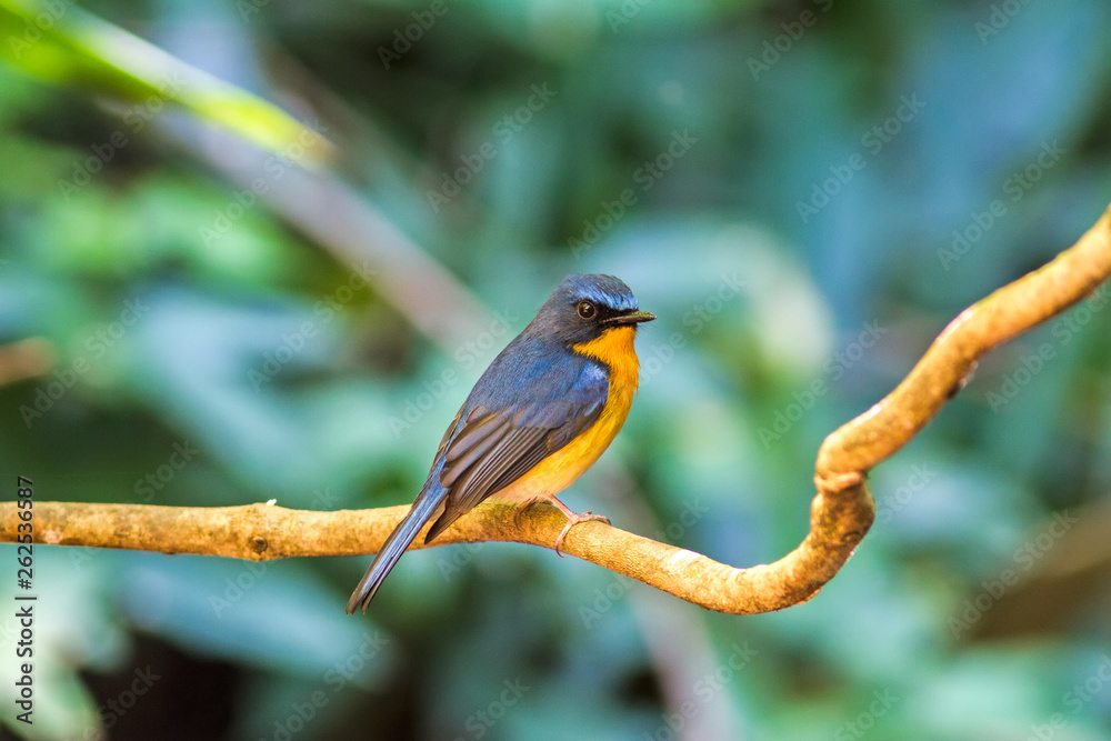 Beautiful male of Hill Blue Flycatcher (Cyornis banyumas) on branch in Doi inthanon Chiangmai Thailand. Beautiful male of Hill Blue Flycatcher (Cyornis banyumas) on branch in Doi inthanon Chiangmai Thailand.