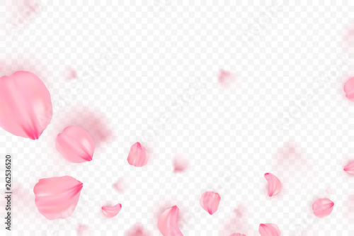 Pink sakura falling petals vector background. 3D romantic illustration. Transporent banner with sakura. Love card