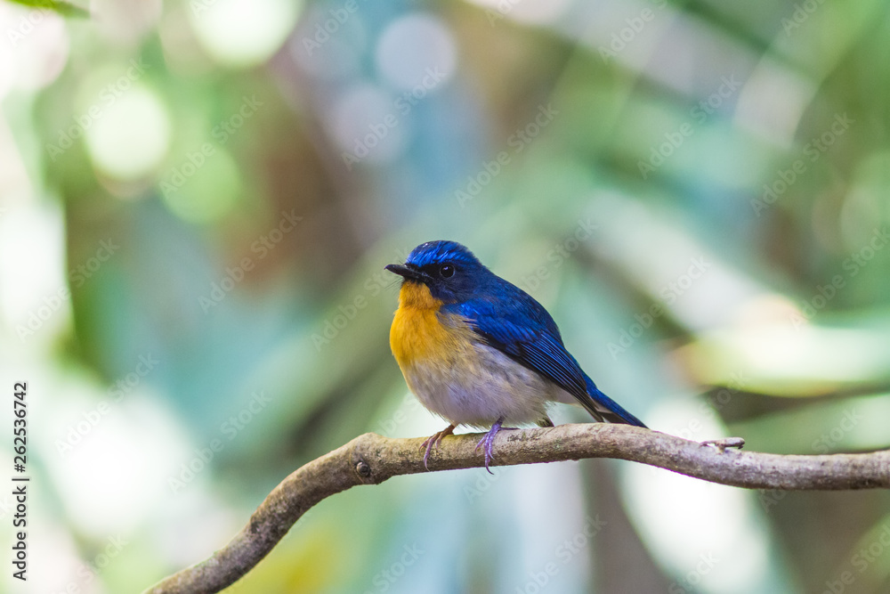 Beautiful male of Hill Blue Flycatcher (Cyornis banyumas) on branch in Doi inthanon Chiangmai Thailand. Beautiful male of Hill Blue Flycatcher (Cyornis banyumas) on branch in Doi inthanon Chiangmai Thailand.