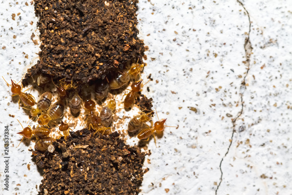 Close up termites or white ants destroyed on white concrete Close up termites or white ants destroyed on white concrete