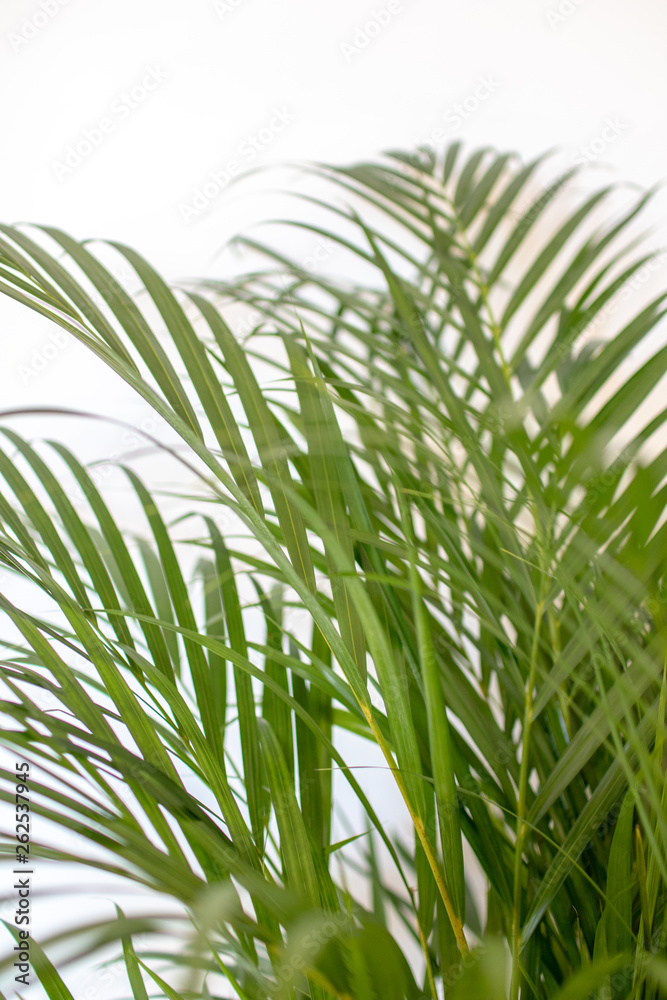 tropical palm leaves on white background and bright green color. Minimal background and simple layout. tropical palm leaves on white background and bright green color. Minimal background and simple layout.