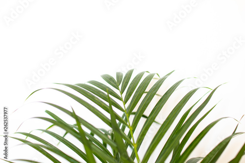 tropical palm leaves on white background and bright green color. Minimal background and simple layout.