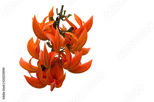 Bastard Teak, Bengal Kino, Butea Monosperma or Palash, Flame of the Forest isolated on white background.Saved with clipping path