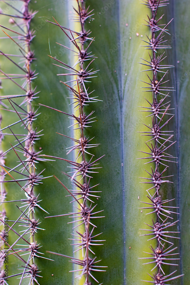 Cactus details. Close up of a cactus as texture background. detail of green cactus with thorns in line. Cactus details. Close up of a cactus as texture background. detail of green cactus with thorns in line.