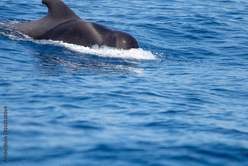 Fototapeta premium whale watching in Tenerife, open sea and nature activities in the marine park. Cetacean sighting..Pilot whales in the open sea among the waves