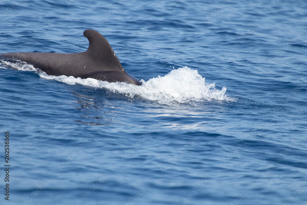 Fototapeta premium whale watching in Tenerife, open sea and nature activities in the marine park. Cetacean sighting..Pilot whales in the open sea among the waves