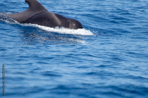 whale watching in Tenerife, open sea and nature activities in the marine park. Cetacean sighting..Pilot whales in the open sea among the waves