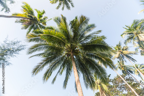 palm tree on background of blue sky