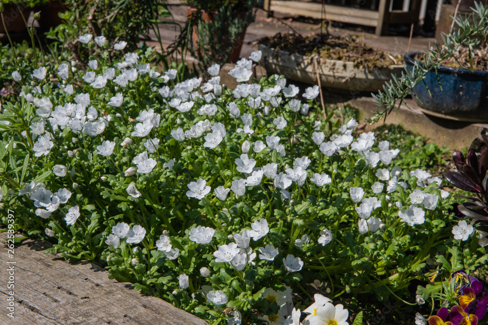 Obraz premium 花壇にノースポールが咲きほこっています